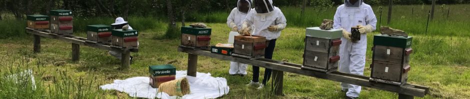 Formez vous à l’apiculture familiale en ruche Warré